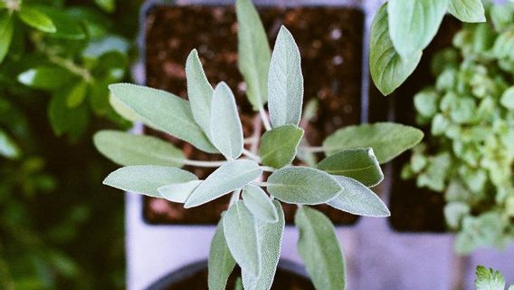 5 Cara Menanam Sage, Tanaman yang Dipakai untuk Obat di China dan India