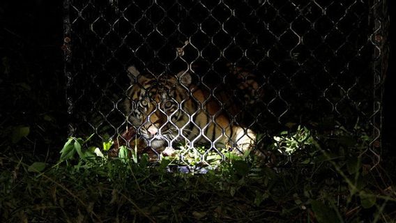 Gawat, 2 Ekor Harimau di Sinka Zoo Singkawang Lepas dan Terkam Pawang, TNI-Polri Dilibatkan untuk Penangkapan 