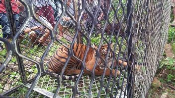 Natural Resources Conservation Agency Captures A Sumatran Tiger In South Aceh