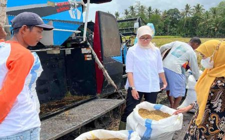 Bulog Pastikan Serap 30 Ribu Ton Gabah Kering per Hari dari Petani