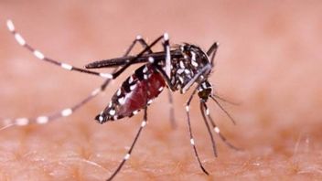 Bekasi Residents Asked To Beware Of Dengue Fever
