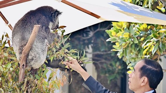 佐科威在东盟-澳大利亚峰会午餐厅与Koala互动
