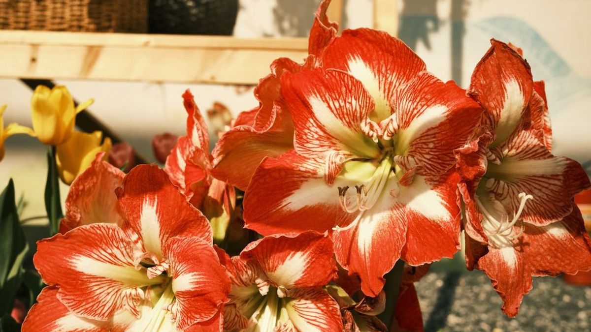 Cara Menanam Bunga Amarilis Lengkap dengan Cara Merawatnya di Rumah