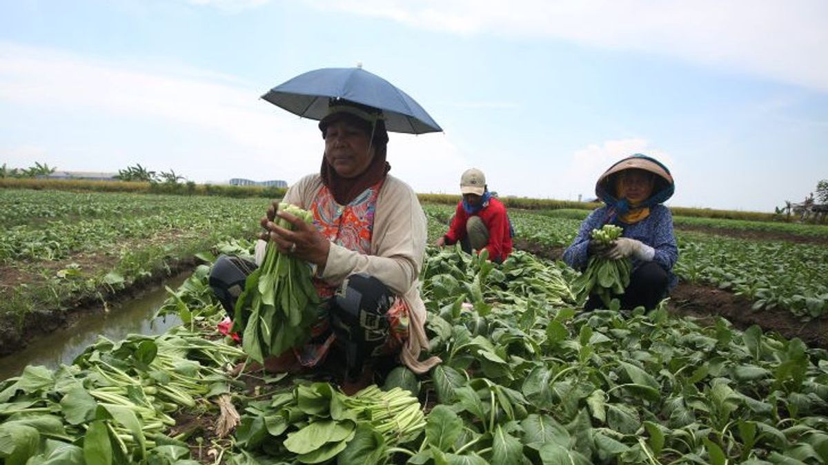 Sad News Coming From Tangerang, Vegetable Farmers There Threatened With Harvest Failure Due To Floods