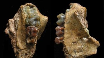 在中国发现的猿类祖先化石