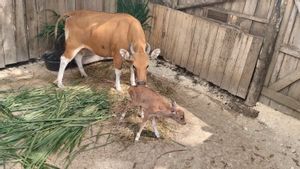 Exploitasia, Bayi Banteng Jawa Pertama Lahir dari Program Reintroduksi di Pangandaran