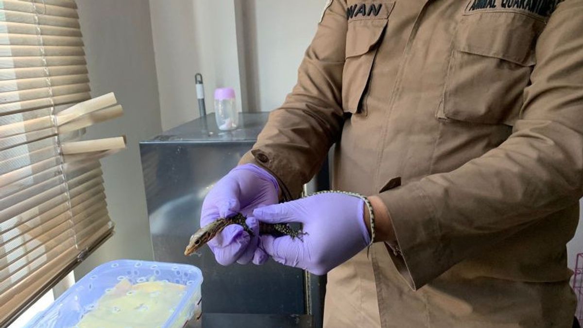Hidden In A Dry Cake Package, 7 Ternate Reptiles Detected X-Ray Failed To Be Smuggled Into Jakarta