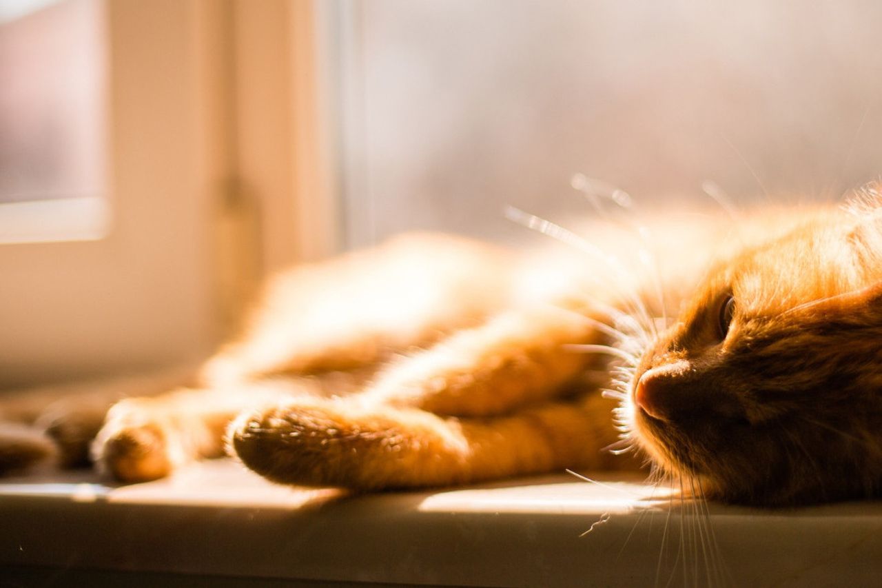 猫の脱線の原因を認識し、これがアナブルがもはやリンカではない理由です