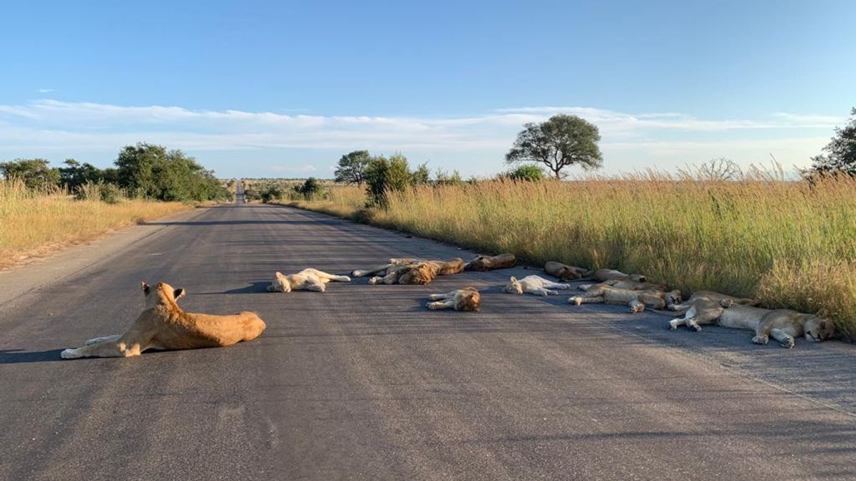 许多狮子在封锁期间在南非公路上休息