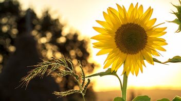 Quand Les Tournesols Fleurissent-ils? Connaître Les 5 Faits