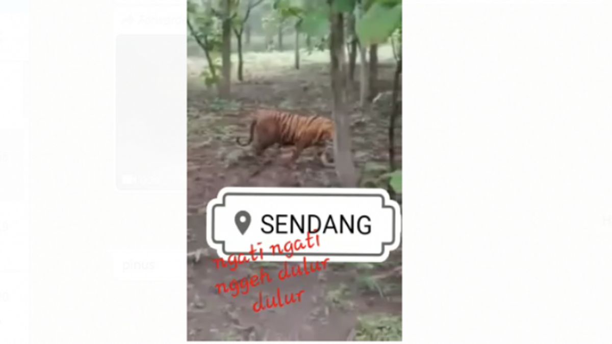 Viral Sightings Of Tigers On Mount Wilis, BKSAD Blitar: It's Not In Indonesia, But In India