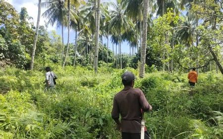 Hari Ketujuh Lansia 65 Tahun Masuk Hutan Labunia Sultra Hilang, SAR Fokus Kebun Korban