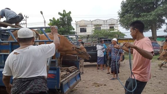 أخبار سارة، إعادة فتح 5 أسواق للحيوانات في بويولالي بعد تسجيل صفر حالات إصابة بمرض الحمى القلاعية