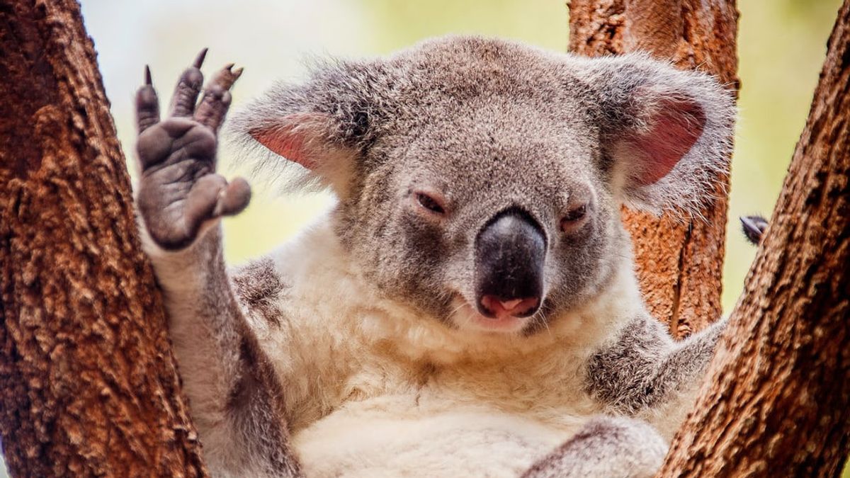 Koalas: Habitat, Conservation Status, & Threats
