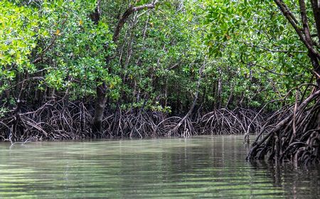 Samsung Jalin Kemitraan dengan Veritree untuk Penghijauan di Madagaskar Berbasis Blockchain