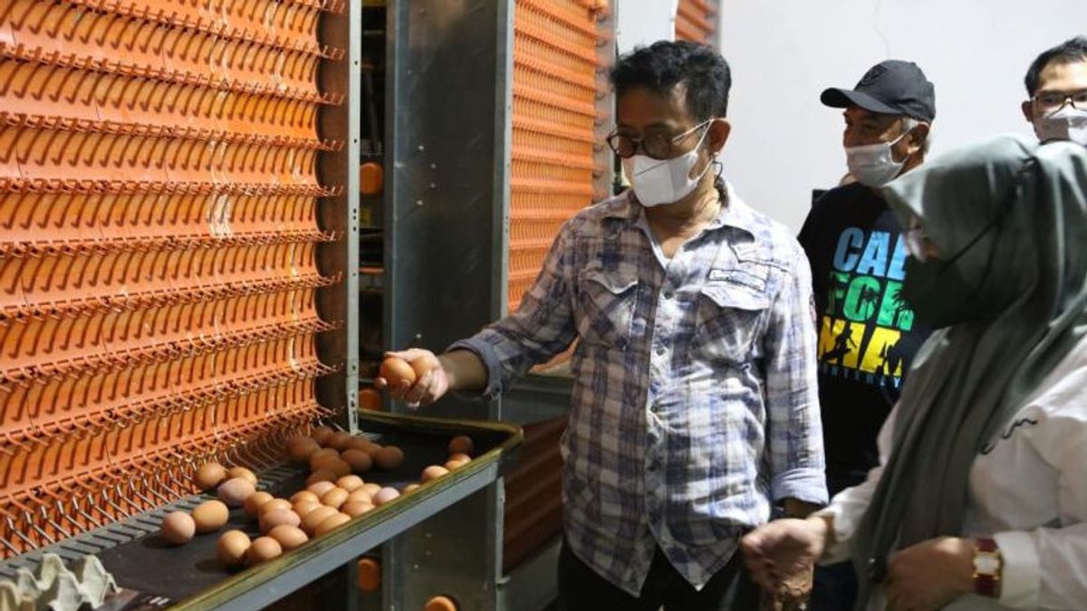 Mentan Syahrul Yasin Limpo Apporte De Bonnes Nouvelles: La Disponibilité Des œufs De Poule Est Toujours Sans Danger Pour Les Prochains Mois