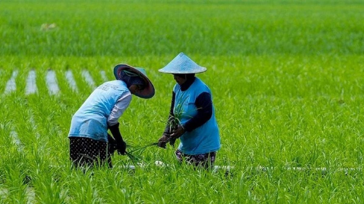 Agrinas Pangan Nusantara Bakal Garap 11.000 Ha Lahan Sawah