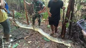 Chronology Of Mother In Luwu Died Of 8 Meter Python, Wants To Buy Her Child's Medicine