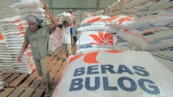 Bulog Gets Rice Import Duties Again 500 Thousand Tons