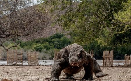 Soal AMDAL di Taman Nasional Komodo, Menteri Sandiaga: Sekarang Kita Sangat Push