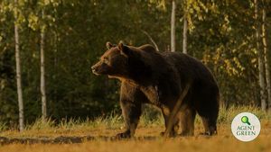Salah Gunakan Izin Berburu, Pangeran Austria Diduga Tembak Mati Beruang Raksasa yang Dilindungi