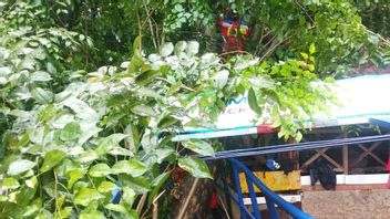Tumbang Tree In Cipinang Melayu Over Bridges And Homes, Capai Losses IDR 70 Million