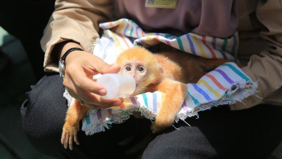 Police-BKSDA East Java Révèle Le Commerce à Maluku Cockatoos, Eagles à Budeng Langurs, 3 Personnes Arrêtées