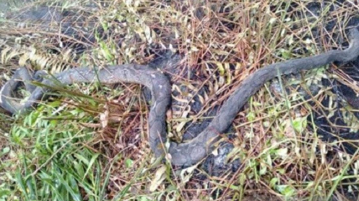 シアクの森林火災で2メートルのニシキヘビが焼死