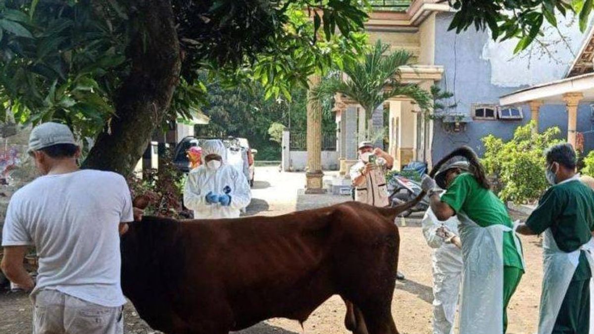 Thousands Of Livestock In Bandung Regency Exposed To FMD, Livestock Service Gives Special Ingredients: Use Honey, Coconut Water And Eggs