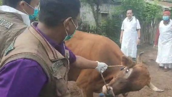 35 Dead Cows, Disnakkan Situbondo Sends Cow Blood Samples Indicated For PMK