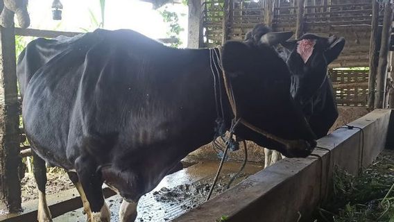 Puluhan Sapi di Kota Batu Diduga Terjangkit PMK