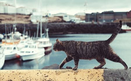 Misteri Kasus Kematian Puluhan Kucing di Pulau Kucing