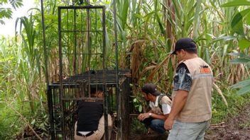 Sun Bear Reportedly Entered The Settlement Of Baringin Agam Village, West Sumatra