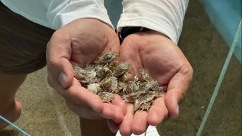 KKP Intensifies Rajungan Cultivation Because Global Market Requests Soar