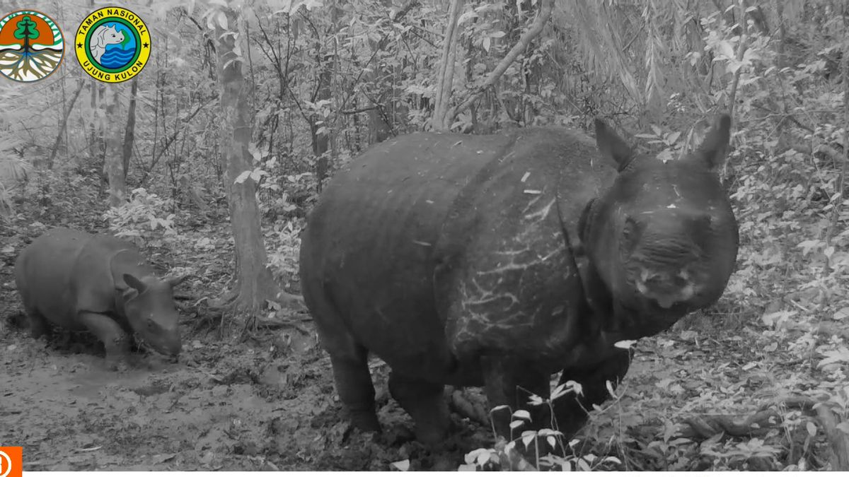 2 أطفال وحيد القرن المولودين في حديقة أوجونغ كولون الوطنية ، وزيرة البيئة والغابات سيتي نوربايا تسمي "لوردزاك" للذكور