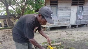Tanaman Tali Kuning Jadi Andalan Suku Moi Kelin di Papua Atasi Berbagai Penyakit