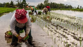 Konsumsi Nasional Terus Meningkat namun Harga Beras Masih Mahal, Begini Solusinya