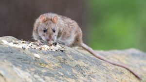 8 variantes de Hantavirus ont été signalées dans divers pays, 2 ont été trouvées en Asie