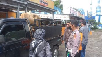 Cannot Show Livestock Health Documents, Limousine Type Cows From Cianjur Blocked By Police To Enter Sukabumi