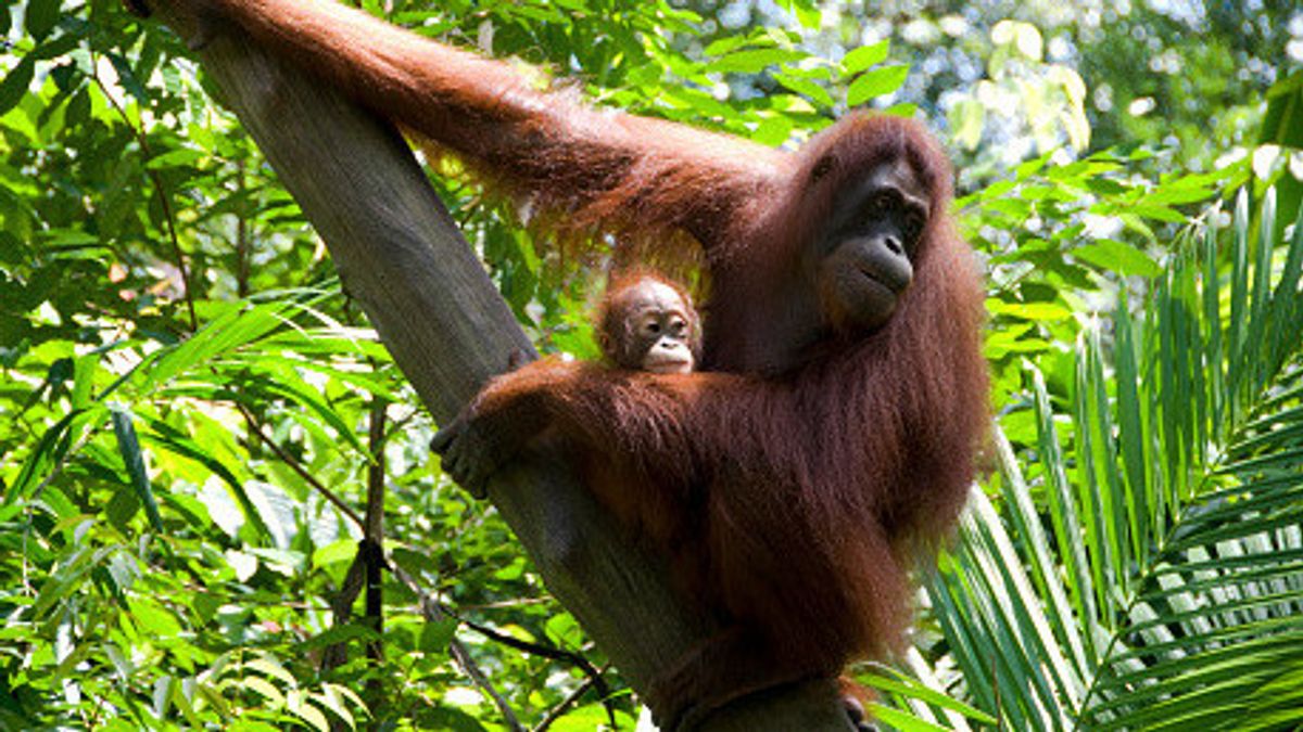 Seperti Manusia, Orangutan Kalimantan Juga Punya Bahasa Sendiri untuk Bekomunikasi