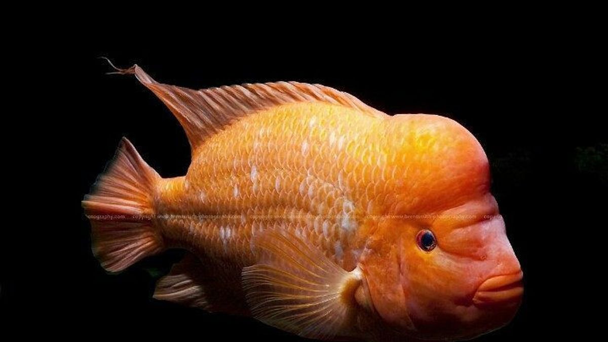 The Origin Of The Red Devil Fish: Understanding The History And Characteristics Of Predators That Become Invasive In Several Countries