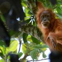 Orang Utan Tapanuli Hadapi Ancaman Baru Pascabencana Sumatera