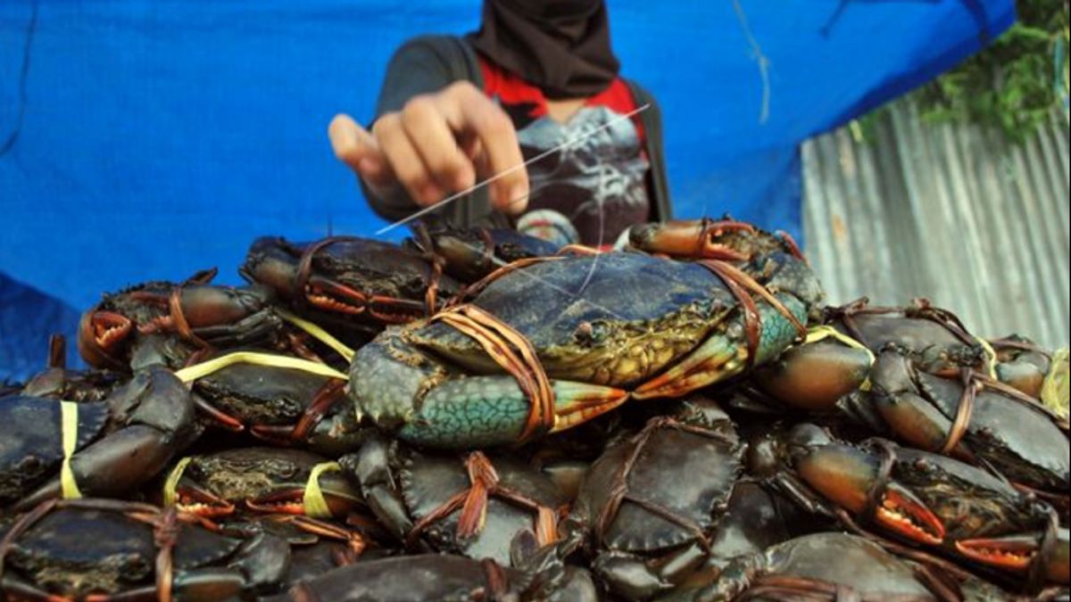 Crab Exports From Southeast Sulawesi To Singapore Soar, Garuda Indonesia Serves Shipping Up To 800 Kg