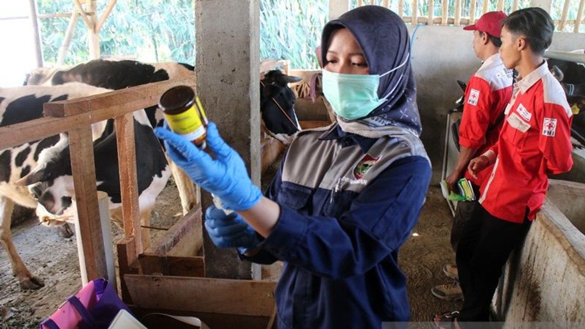 アントラクスを防ぐために何百もの家畜にワクチンを接種するためにディスナカン・ボヨラリ