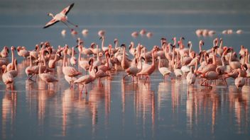 Melihat Ribuan Burung Flamingo Menikmati Udara Bersih di India