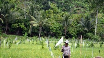 Please! Corn Farmers In OKU South Sumatra Claim To Be Difficult To Get Subsidy Pupuk
