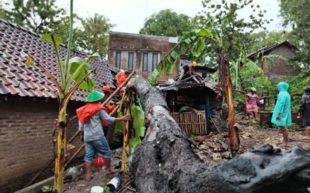 6 Rumah di Bantul Rusak Tertimpa Pohon Tumbang Saat Hujan Deras