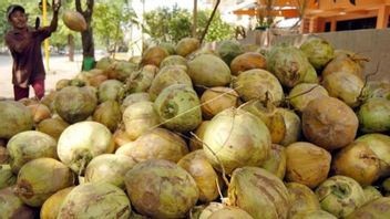 Bos Danantara: Hilirisasi Kelapa Rampung 2025, Investasinya Tembus Rp1,66 Triliun