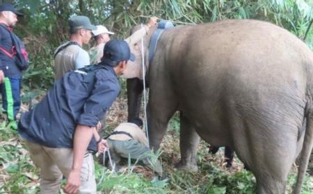 GPS Collar Pelacak Posisi Sudah Terpasang pada Kawanan Gajah Liar di Lampung Barat