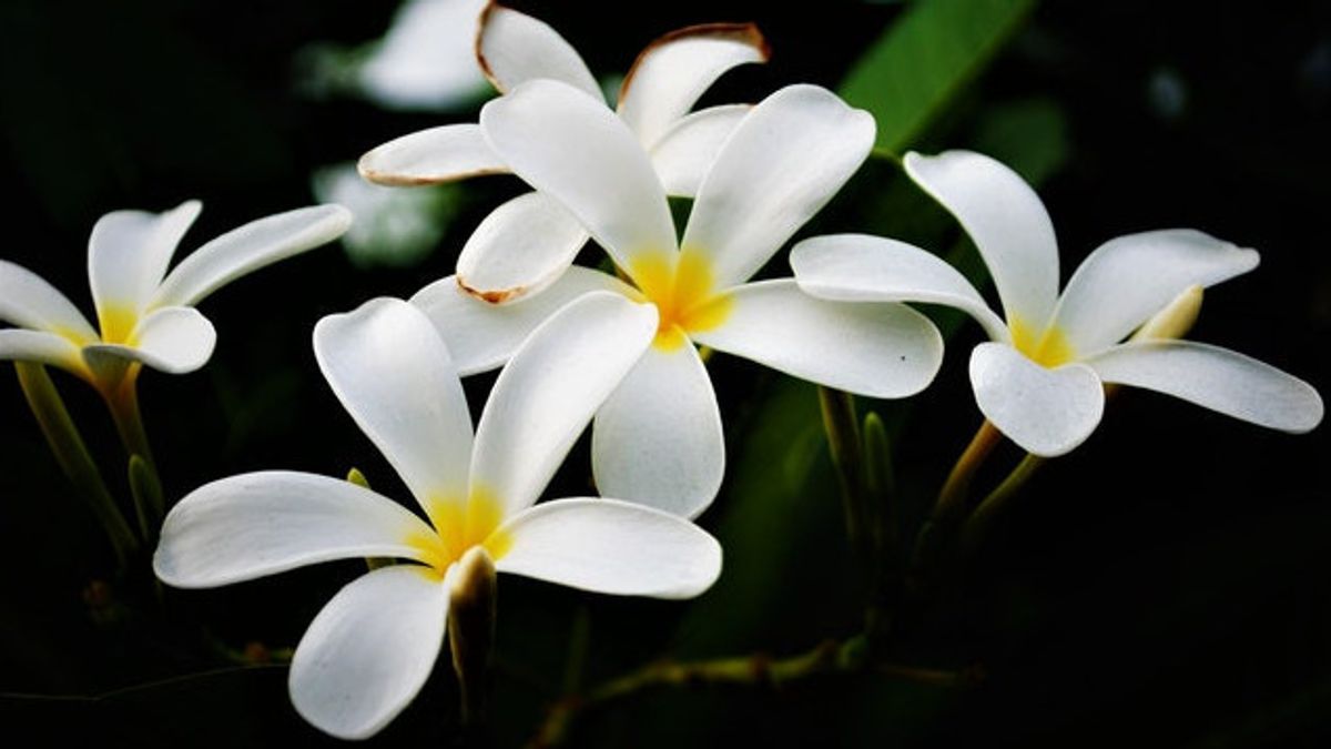 Restez Belle Sous Le Soleil Chaud, Ce Sont 5 Types De Plantes Ornementales Résistantes à La Chaleur